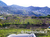 Il fascino nascosto di Ischia 7